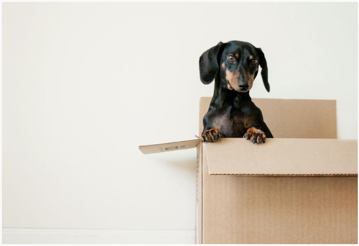 Dog in a box