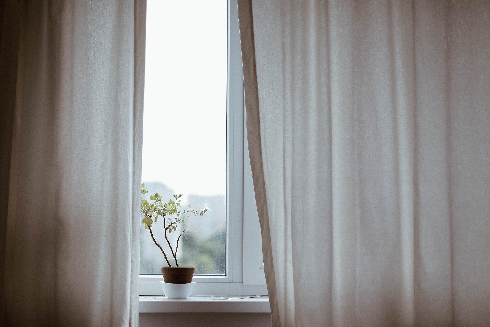 Pot with a plant on a window with white curtains